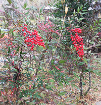 The Nandinas of Amami